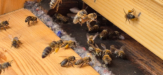 GeMa Stock besucht das Bienen Freiluft Refugium in Reifnitz