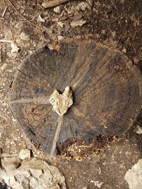 Baumherz in der Natur